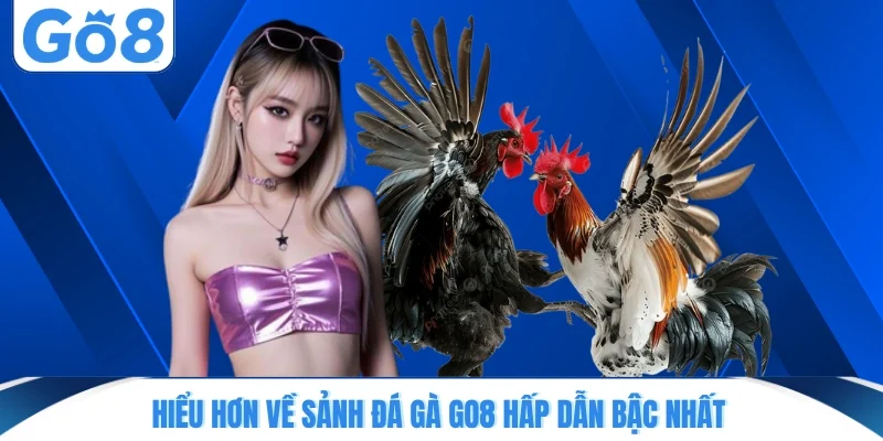 Hiểu hơn về sảnh đá gà GO8 hấp dẫn bậc nhất