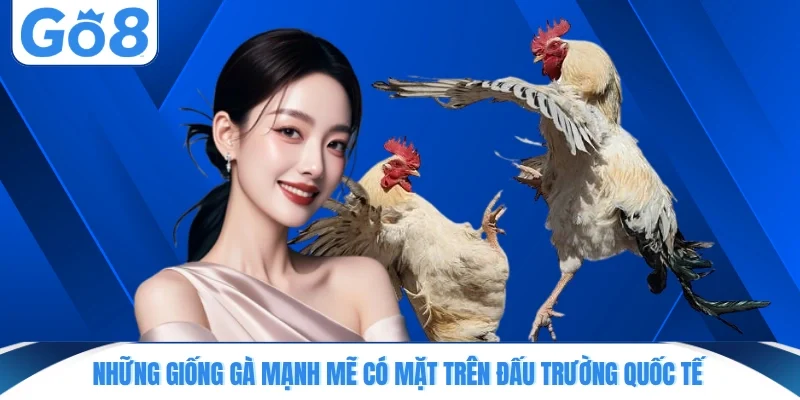Những giống gà mạnh mẽ có mặt trên đấu trường quốc tế